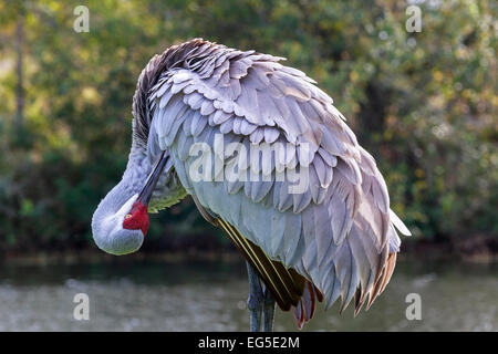 Selvatica Florida Sandhill gru in piedi da acqua, Orlando, Florida, America Foto Stock