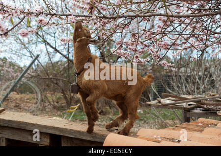 Un giovane capra sta alimentando nella fioritura di mandorli a La Palma, una delle isole Canarie. Eine Kleine Ziege knabbert Blüten Foto Stock