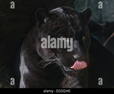 Temibile maschio nero Jaguar (Panthera onca) leccare le sue labbra Foto Stock