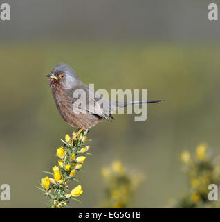 Dartford trillo - Sylvia undata Foto Stock