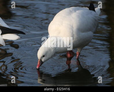 North American Ross's goose (Chen rossii, anche Anser rossii) alimentazione in acqua poco profonda Foto Stock