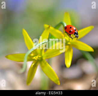 Red Ladybug su fiori gialli isolati in estate Foto Stock