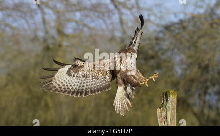 La poiana - Buteo buteo Foto Stock