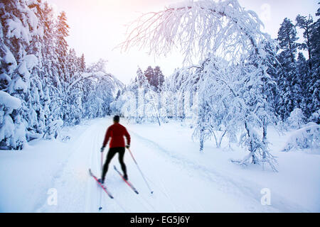 Sci di fondo in Svezia Foto Stock