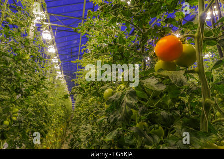 Pomodori che crescono in una serra. l'energia geotermica utilizzato per la coltivazione di frutta e verdura, fridheimar serra, Islanda Foto Stock