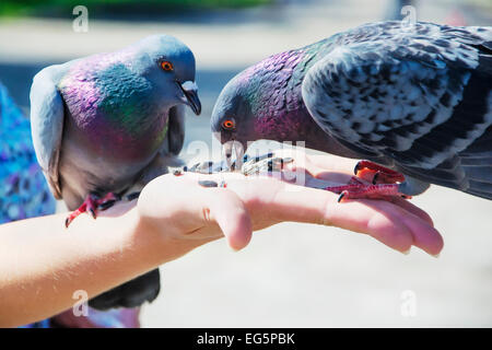 Due piccioni stanno mangiando i semi di girasole Foto Stock