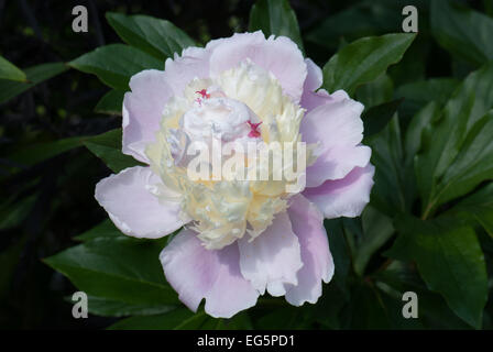 Peony Lactifolia "Kiss Katies" Foto Stock