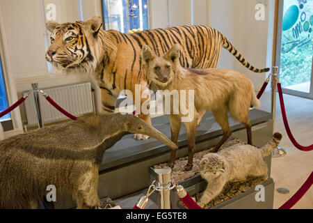 La Biodiversità - specie mostra della collezione nel Museo di Storia Naturale a Rotterdam in Olanda, Paesi Bassi. Foto Stock