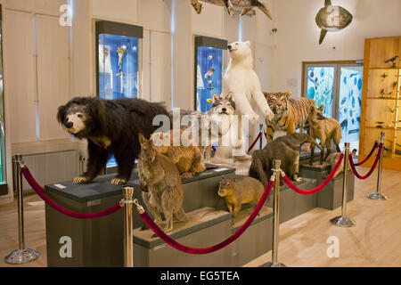 La Biodiversità - specie mostra della collezione nel Museo di Storia Naturale a Rotterdam in Olanda, Paesi Bassi. Foto Stock