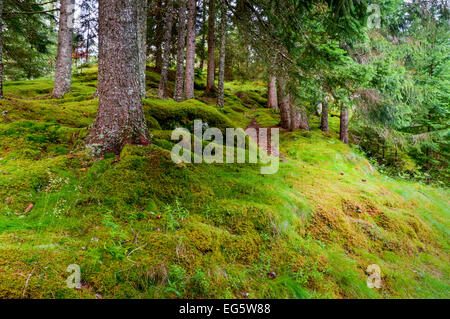 Moss e ricoperto di erba pietre sul suolo della foresta nei boschi nel nord del paese Scandiavian della Norvegia. Foto Stock