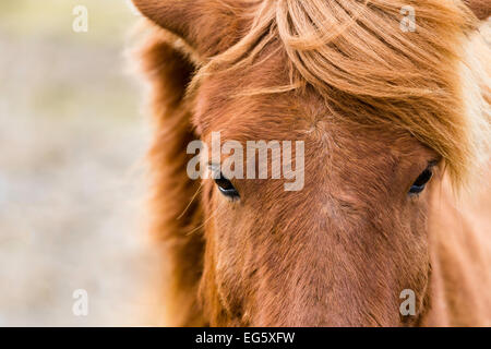 Cavallo islandese Foto Stock
