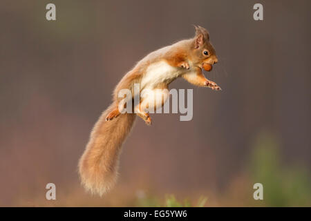 Red scoiattolo (Sciurus vulgaris) jumping, tenendo un dado nella sua bocca, Cairngorms National Park, Scozia, Marzo. Lo sapevate? Gli scoiattoli rossi pesano la metà tanto quanto degli scoiattoli grigi. Foto Stock