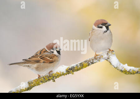 Struttura due passeri (Passer montanus) arroccato su una coperta di neve ramo, Perthshire Scozia, Regno Unito, dicembre. 2020Vision Book piastra. Foto Stock