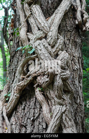 Tronco di albero intrecciano con ivy, può essere utilizzato come sfondo Foto Stock