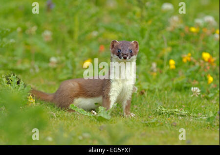 Ermellino (Mustela erminea), UK, Luglio. 2020Vision Book piastra. Lo sapevate? Ci sono 37 sottospecie di ermellino intorno al mondo. Foto Stock