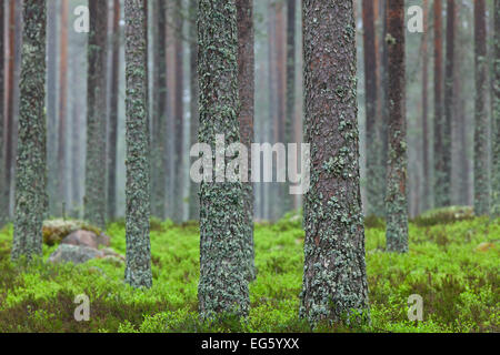 Di Pino silvestre (Pinus sylvestris), tronchi di alberi coperti nel tubo lichen (Hypogymnia physodes / Clairmont physodes) nella foresta di conifere Foto Stock