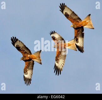 Tre aquiloni rosso (Milvus milvus) che si rincorrono in volo. Il Galles, UK. Novembre. Foto Stock