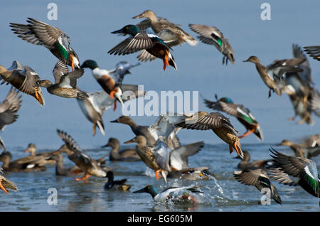 Gregge misto di Northern shovelers (Anas clypeata), Gadwalls (Anas strepera) e comuni teal (Anas crecca) prendendo il largo da una piccola laguna, Brownsea Island, Dorset, England, Regno Unito, febbraio. Lo sapevate? Brownsea Island ha una lunga storia di utilizzo variano da un nono secolo eremo per la prima mai scout camp in 1907. Foto Stock