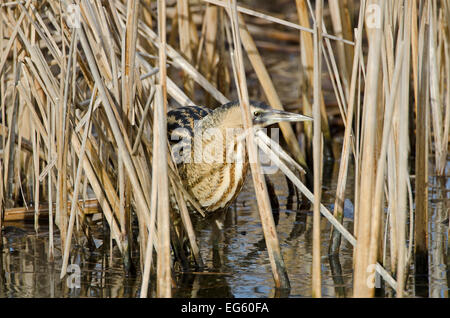 Botaurus stellaris mimetizzati tra ance in inverno, Slimbridge WWT, Gloucestershire, UK, febbraio. Lo sapevate? La chiamata di un tarabuso può portare per più di un chilometro. Foto Stock