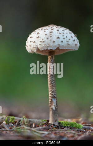 Parasol (fungo Macrolepiota procera) corpo fruttifero. Bolderwood, New Forest National Park, Hampshire, Inghilterra, Regno Unito, Agosto. Foto Stock