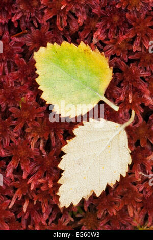 Caduto in argento (Betulla Betula pendula) foglie su Sphagnum Moss (Sphagnum capillifolium). Glen Etive, Scotland, Regno Unito. Foto Stock