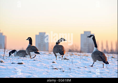 Oche del Canada (Branta canadensis) pascolando nella neve, rossastro Vale, Manchester, Inghilterra, Regno Unito, Marzo. Lo sapevate? Oche del Canada è in grado di volare fino a 1500 miglia in appena 24 ore se il vento è favorevole. Foto Stock