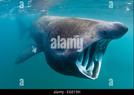 Lo squalo elefante (Cetorhinus maximus) alimentazione in acque aperte, Cornwall, England, Regno Unito, Giugno Foto Stock