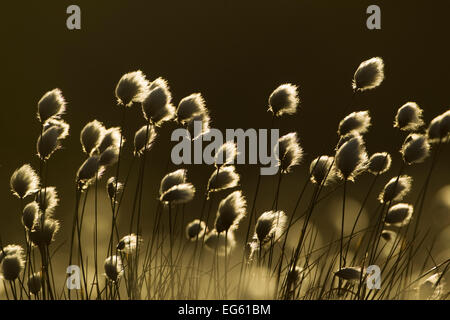 Harestail cotone-erba (Eriophorum vaginatum), retroilluminato in tarda serata luce, bog brughiera, Scotland, Regno Unito, maggio Foto Stock