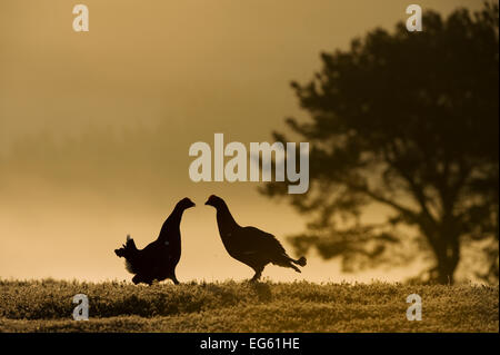 Silhouette di due nero maschio di gallo cedrone (Tetrao tetrix) visualizzazione a lek all'alba, Cairngorms NP, Grampian, Scozia, Aprile. 2020Vision Book piastra. Foto Stock