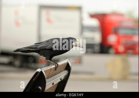 Rook (Corvus frugilegus) arroccato in autostrada area di servizio, Midlands, England, Regno Unito, Aprile. 2020Vision Book piastra. Foto Stock