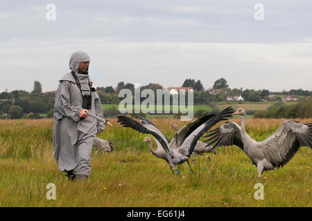 Gruppo di ha di recente rilasciato giovani Comune / gru eurasiatica (grus grus) in esecuzione con le loro ali sollevato a seguito di un accompagnatore in un costume di gru che agisce come un surrogato del genitore, livelli di Somerset, Inghilterra, Regno Unito, settembre 2012. Modello rilasciato. Foto Stock