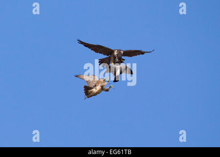 Maschio adulto falco pellegrino (Falco peregrinus) alimenti passando un piccioni selvatici (Columba livia) alla sua prole, Bristol, Inghilterra, Regno Unito, Giugno. Foto Stock