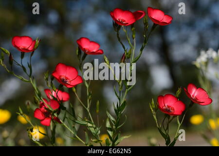 Vivacemente colorato di fiori di campo in un giorno di primavera Foto Stock