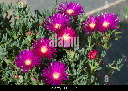 Lampranthus spectabilis, la perenne Livingstone Daisy Foto Stock