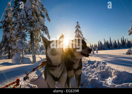 Huskies in Finlandia Foto Stock