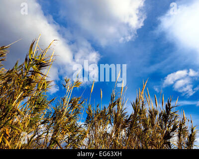 Cielo nuvoloso su Ramia bay - Isola di Gozo, Malta Foto Stock