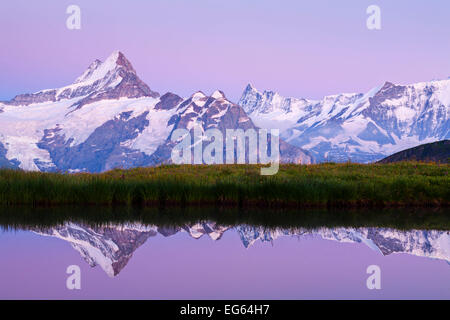 La riflessione del Schreckhorn vicino al Bachalpsee dopo il tramonto. Questa regione attorno a Grindelwald in Alpi bernesi è meravigliosa. Foto Stock