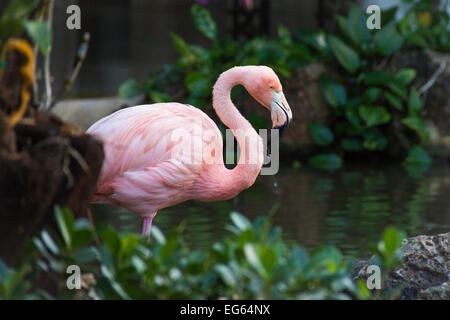 Un lone Flamingo sorge in un stagno di acqua. Foto Stock