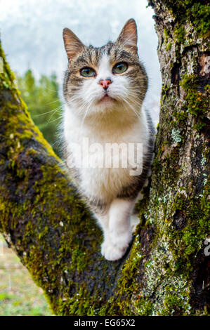 Piccola fattoria gatto nel ramo di albero con gocce di pioggia sulla faccia, Ariège, Francia Foto Stock