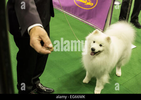 New York, NY, STATI UNITI D'AMERICA. Xvi Feb, 2015. American Eskimo dog Nuuktok's Atka Inukshuk focalizzata su un trattamento detenuti dal suo gestore dopo aver tenuto il quarto posto in non-sporting cane gruppo di concorrenza il Westminster Kennel Club Dog Show. Credit: Ed Lefkowicz/Alamy Live News Foto Stock