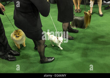 New York, NY, STATI UNITI D'AMERICA. Xvi Feb, 2015. I cani in toy group e i loro gestori di eventi ottenere pronto per entrare nel ring per il toy group giudicare a 139a Westminster Kennel Club Dog Show. Credit: Ed Lefkowicz/Alamy Live News Foto Stock