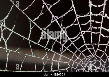 In prossimità di una ragnatela coperto di brina Foto Stock