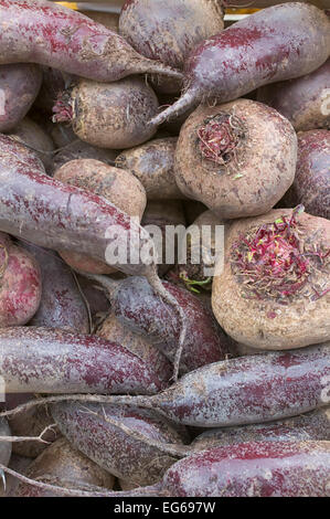 (Beta vulgaris subsp. vulgaris var. conditiva) barbabietole root su un mercato Foto Stock