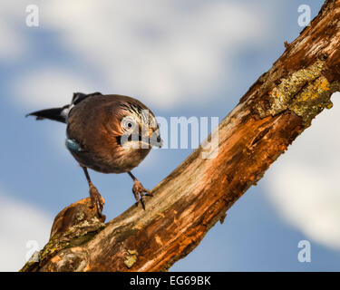 Jay bird (Garrulus glandarius) su un ramoscello con sguardo curioso. Foto Stock