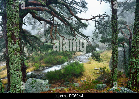 Laguna Nera, Soria Foto Stock