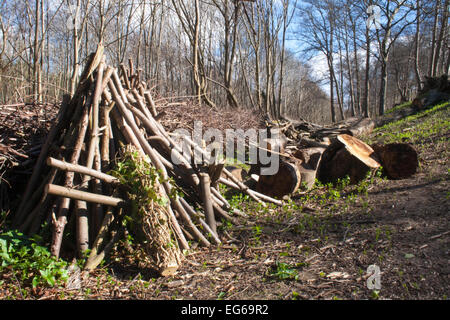 Devil's Dyke Stetchworth estate a piedi lungo il 7.5 miglio fosso di anglo-sassone camridgeshire campagna Foto Stock