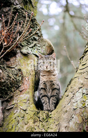 Giovani cat seduto in un bosco di castagni e alla ricerca Foto Stock