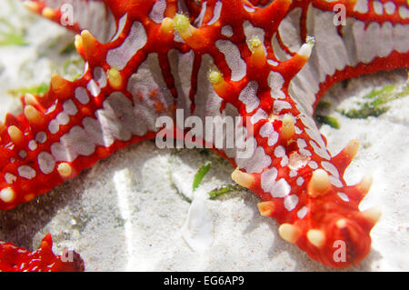 Rosso-pomello starfish spotted a Zanzibar Foto Stock