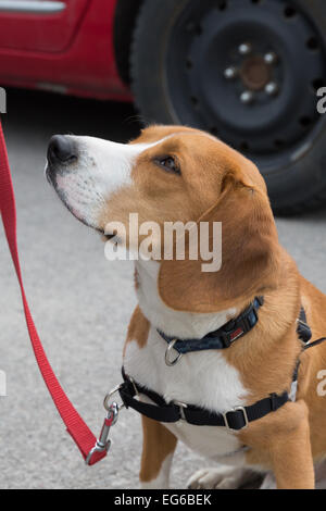 Un biscotto di 8 mesi di età e di colore marrone e bianco cucciolo beagle cercando e strizzare gli occhi. Foto Stock