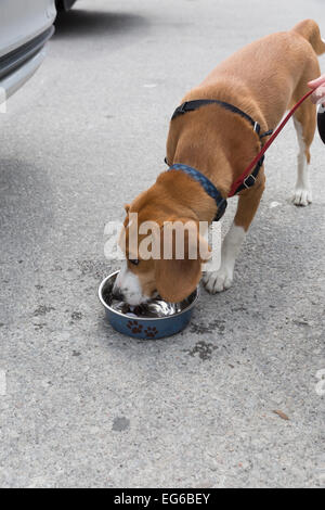 Un biscotto di 8 mesi di età e di colore marrone e bianco cucciolo beagle acqua potabile da una ciotola. Foto Stock